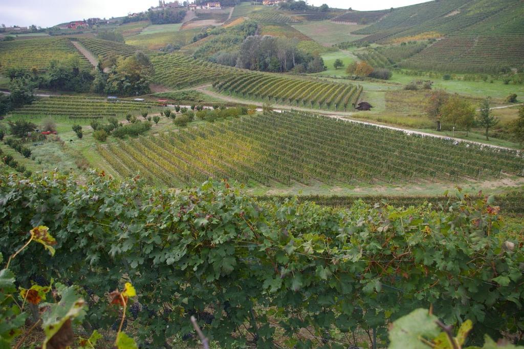Cascina Ballarin Villa La Morra Kültér fotó